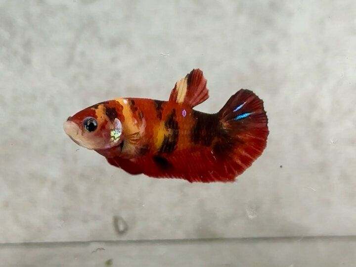 Classic nemo female