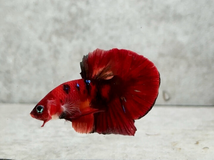 Classic nemo