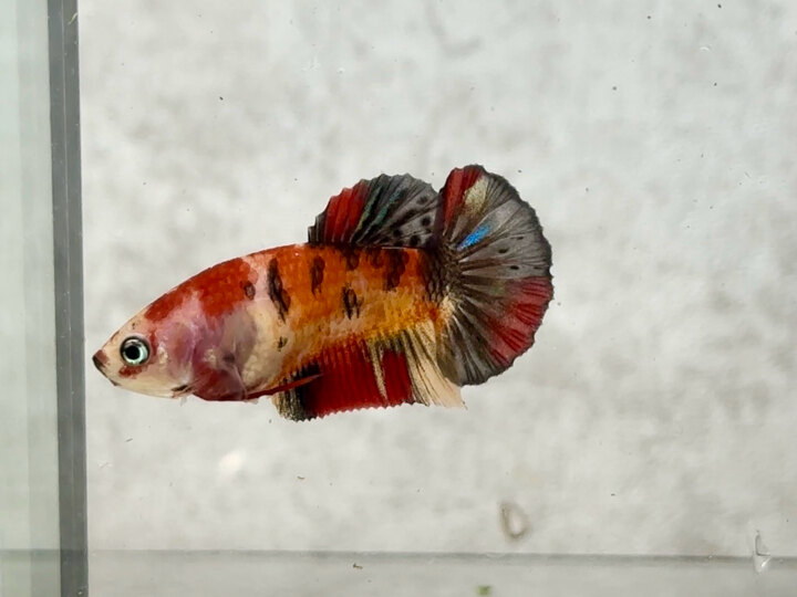 Classic nemo