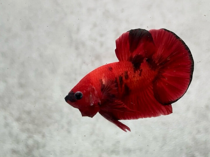 Hellboy