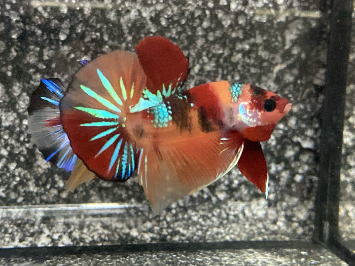 Nemo galaxy