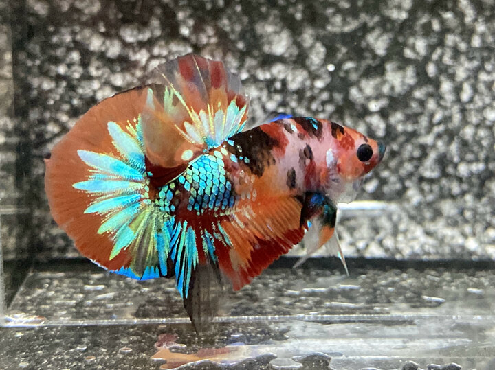 Nemo galaxy