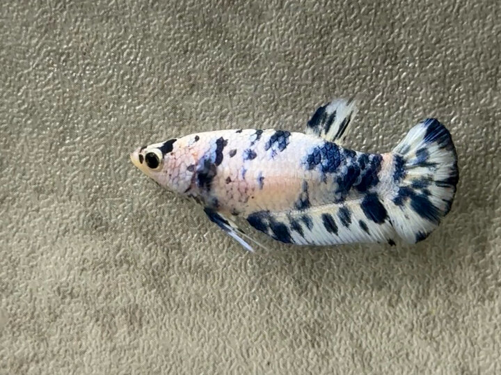 Marble dot female