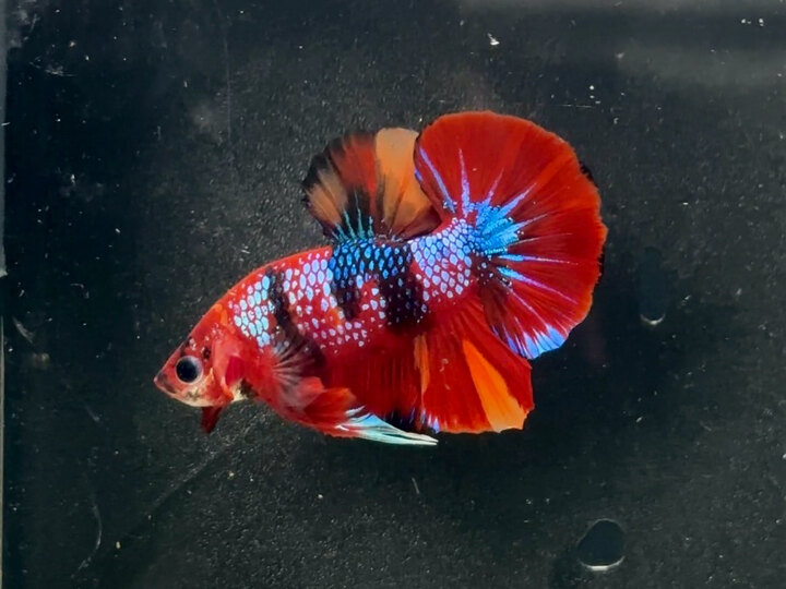 Nemo galaxy