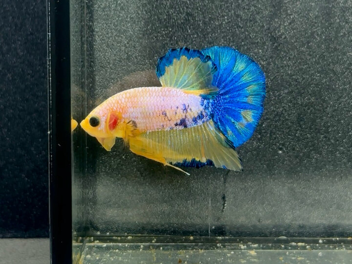 Koi yellow