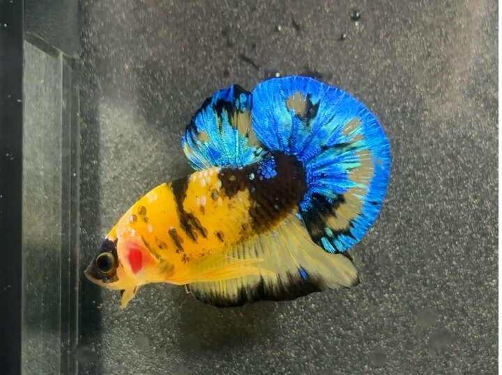 Koi yellow