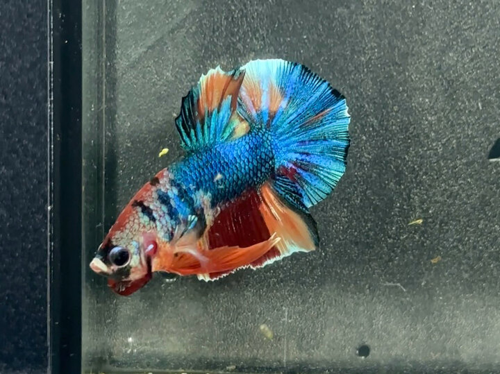 Candy metallic