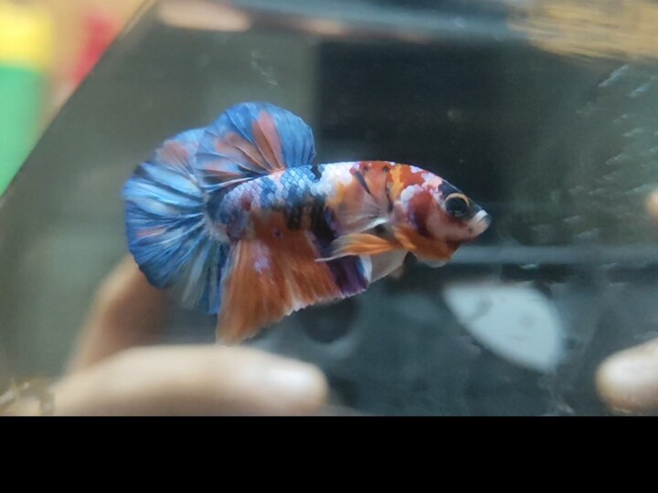 Nemo galaxy