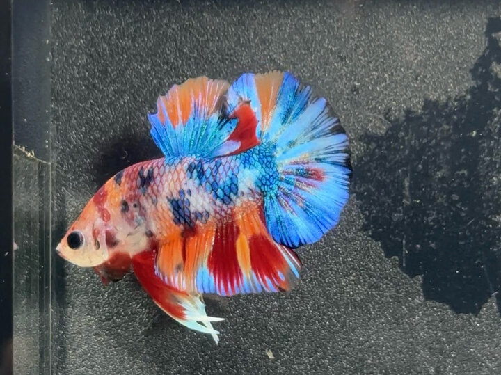 Multicolor metallic