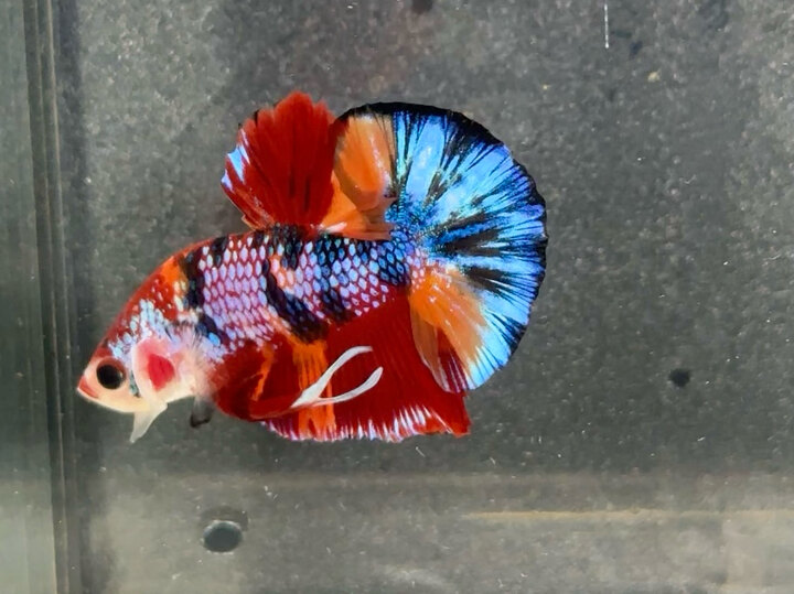 Metallic multicolor