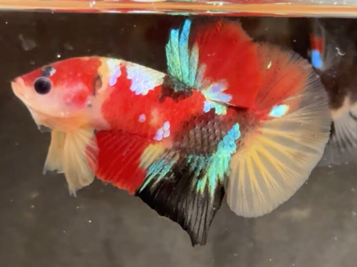 Nemo Muti vàng