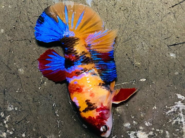 Nữ nemo form đẹp
