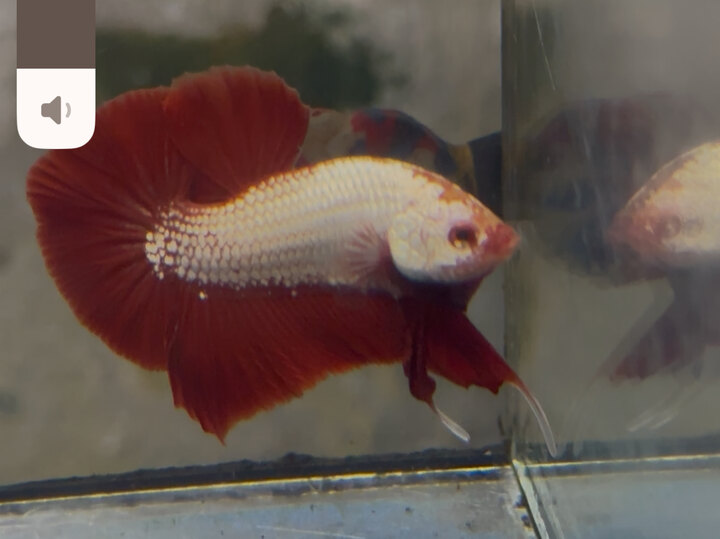 Rồng đỏ fom đẹp