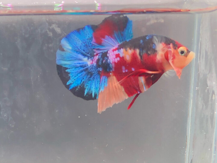 Trống black nemo