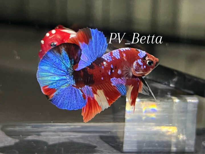 NEMO MUTILCOLOR