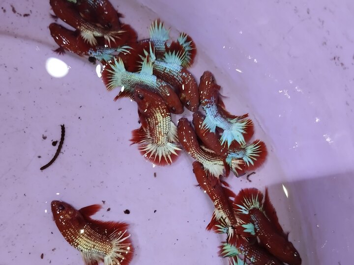 Cá size tơ mới tách from, chỉ từ 25k 1 bé