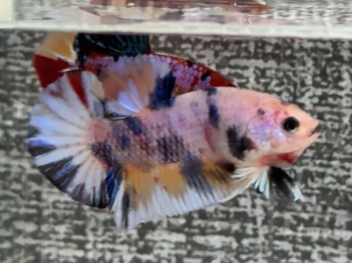Nemo Muti metalic