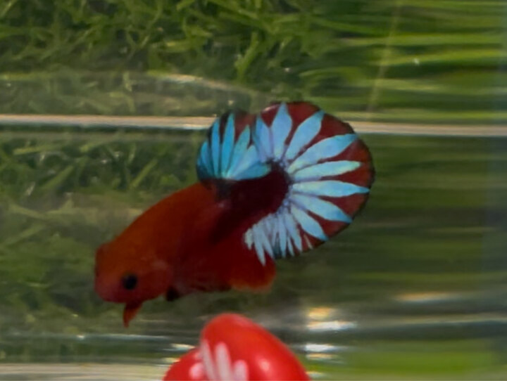 Male Red Fancy