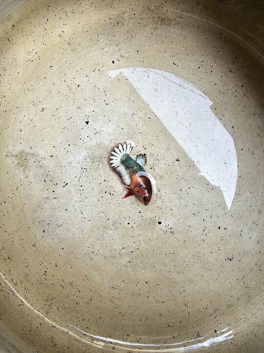 Female fccp