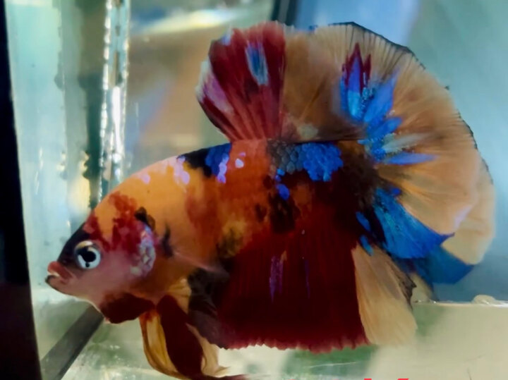 90K NEMO MULTI SUPER FORM
