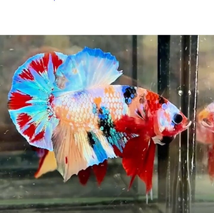 Nemo Multi