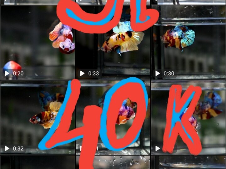 Sỉ Koi Nemo 35-40k Bắt Trên 20con