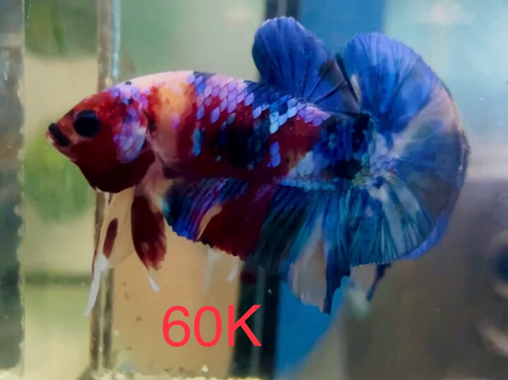 60K NEMO MULTI