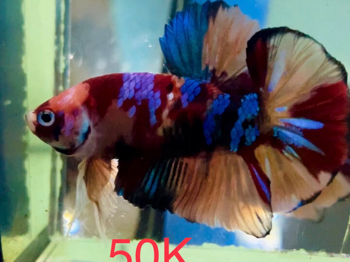 50K NEMO GALAXY