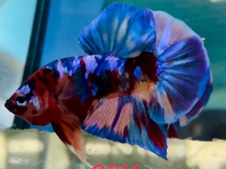 60K NEMO GALAXY