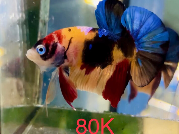 80K NEMO MULTI MẢNG NỀN VÀNG