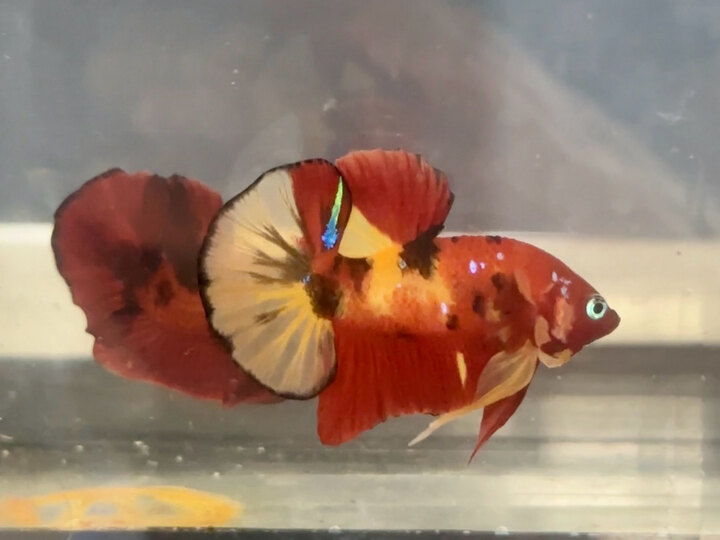 Classic nemo