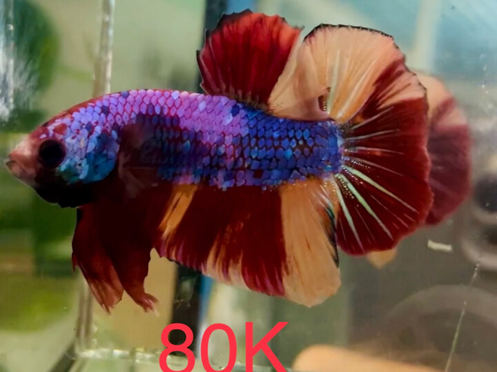 80K NEMO CANDY SUPER FORM