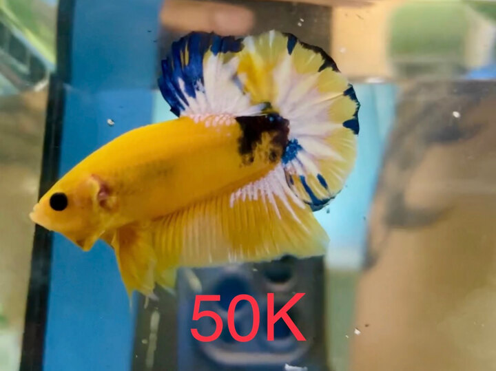 50K YELLOW FANCY