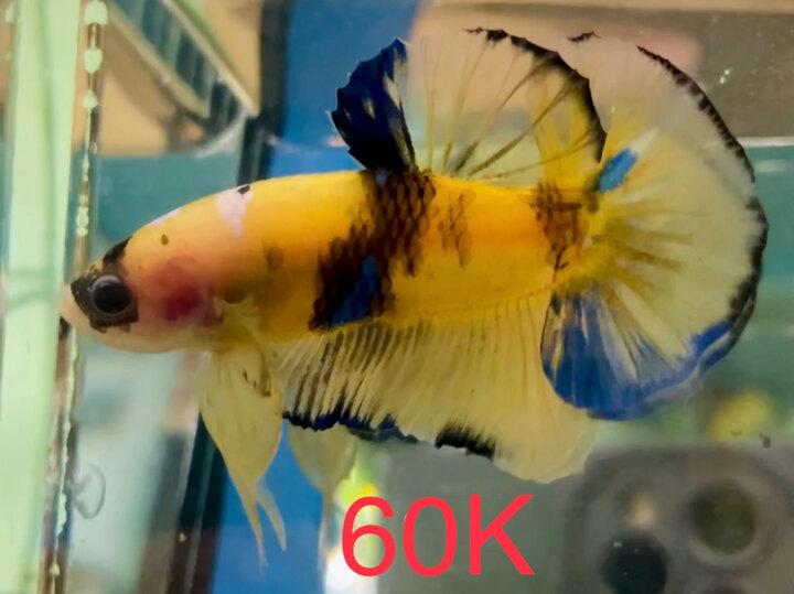 60K YELLOW GALAXY