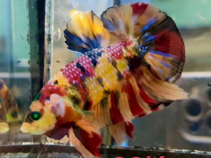 80K KOI NEON CANDY