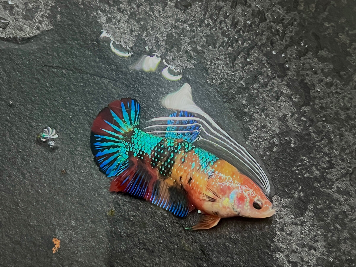 Mái metallic - 90k