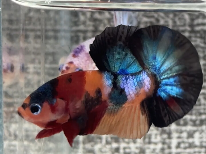 Nemo black Muti vàng