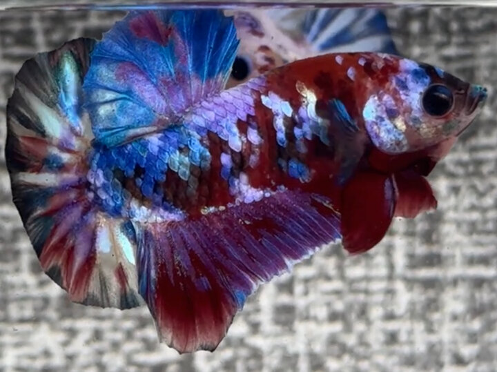 Nemo Muti