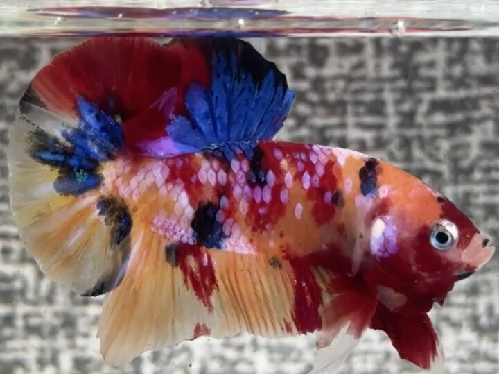 Nemo Muti vàng