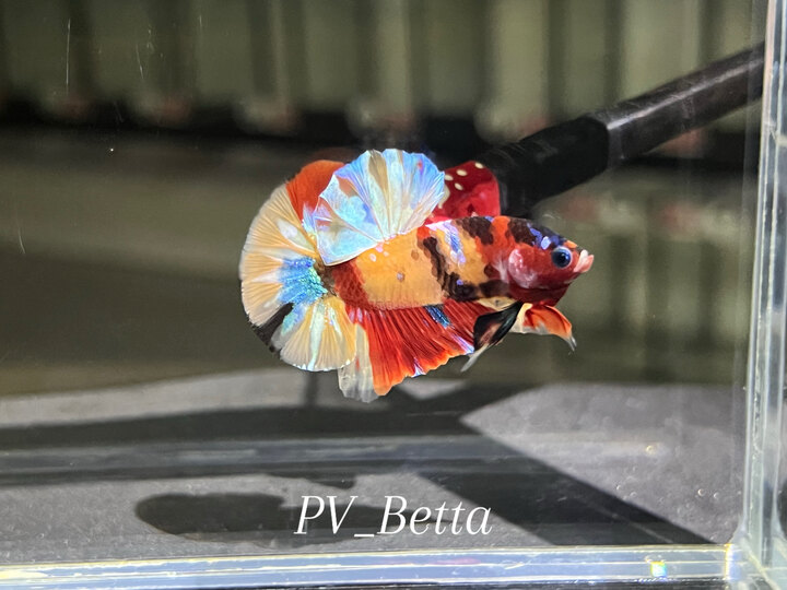 NEMO