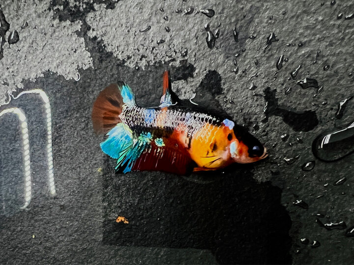 Mái Black nemo - 70