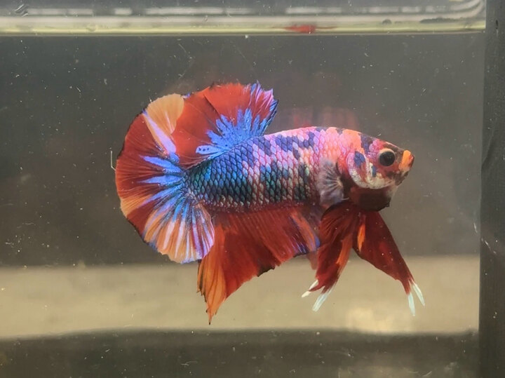 Nemo multicolor