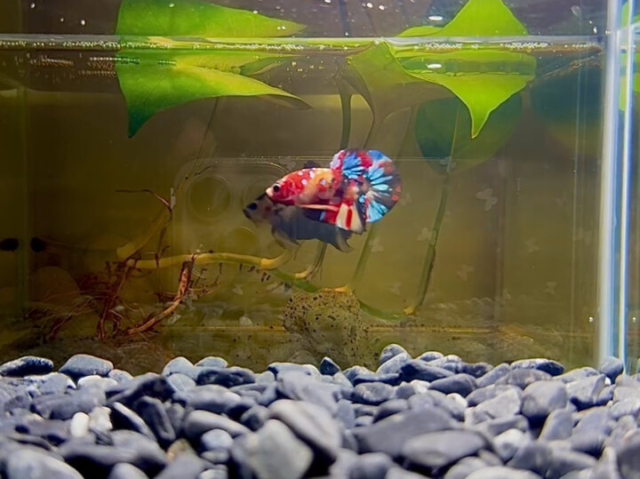 Nemo multicolor