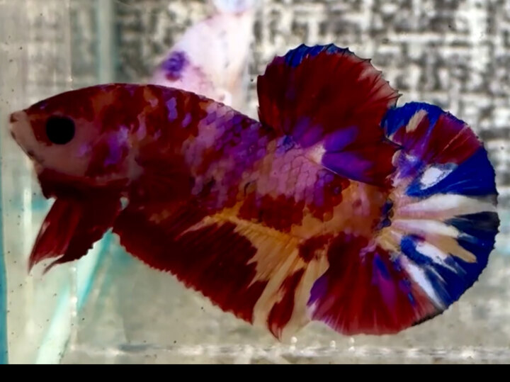 Nemo Muti vàng