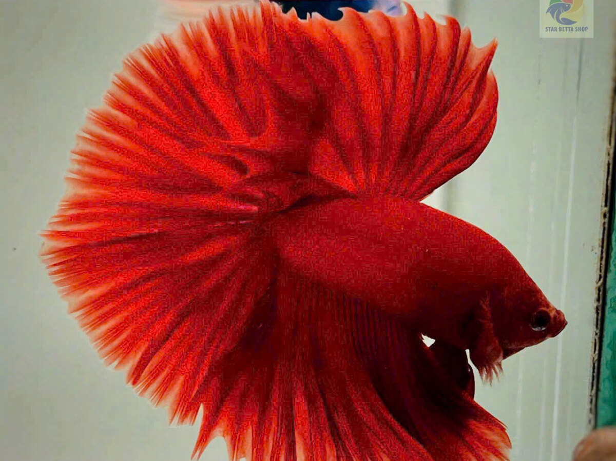 Betta Super Red Halfmoon