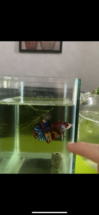 Koi multicolor metallic