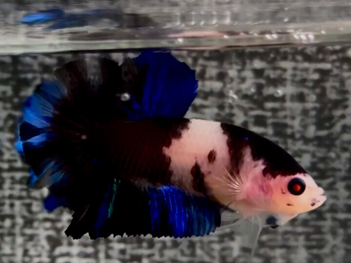 Black Nemo