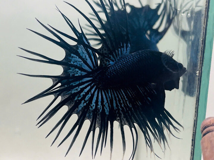 Betta Black Devil Crowntail Halfmoon
