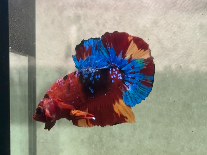 Nemo galaxy