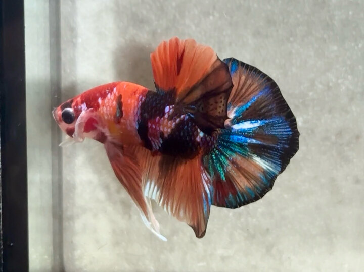 Nemo galaxy